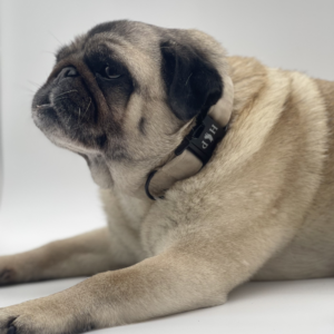Hillfoot & Paws Handcrafted Luxury Velvet Dog Collar: Beige