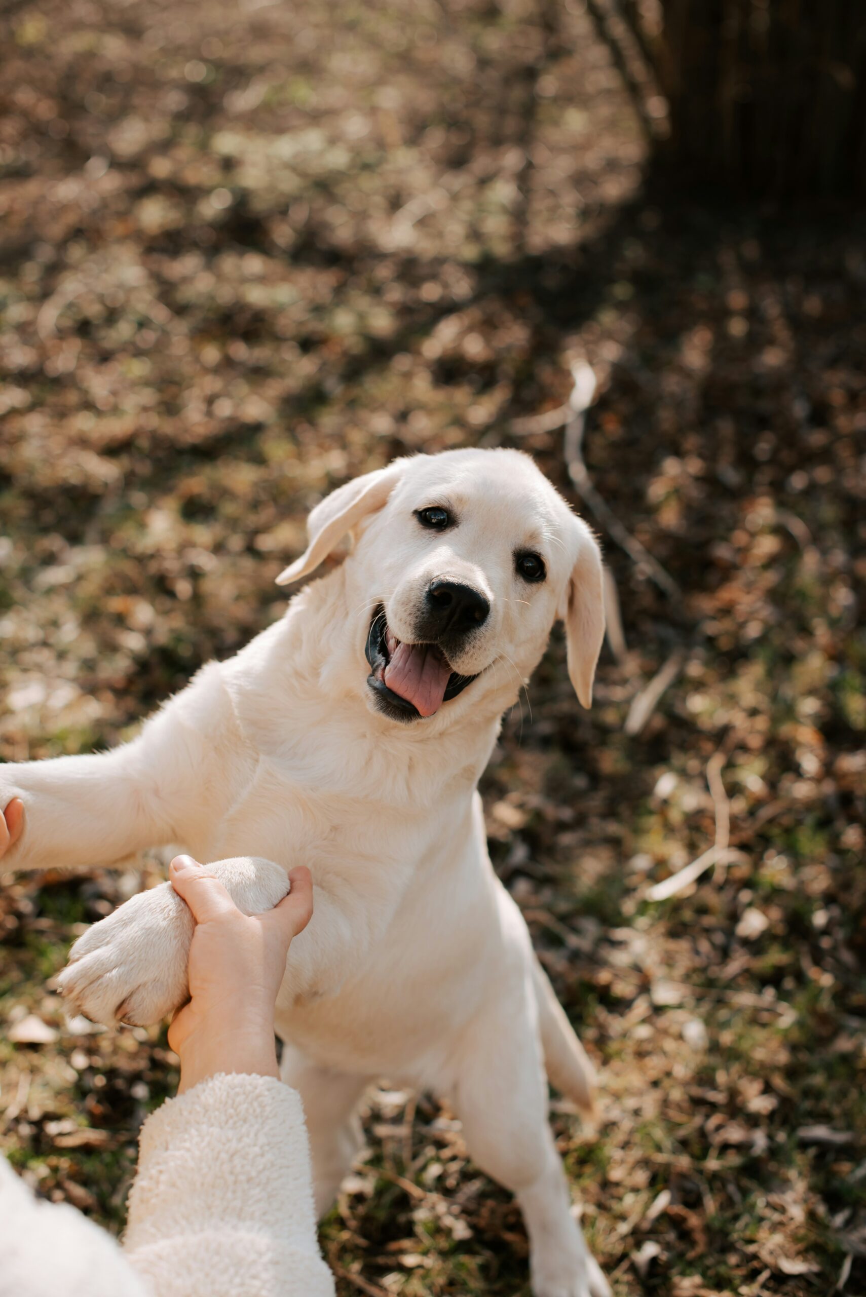 dog walking and pet shop PAISLEY