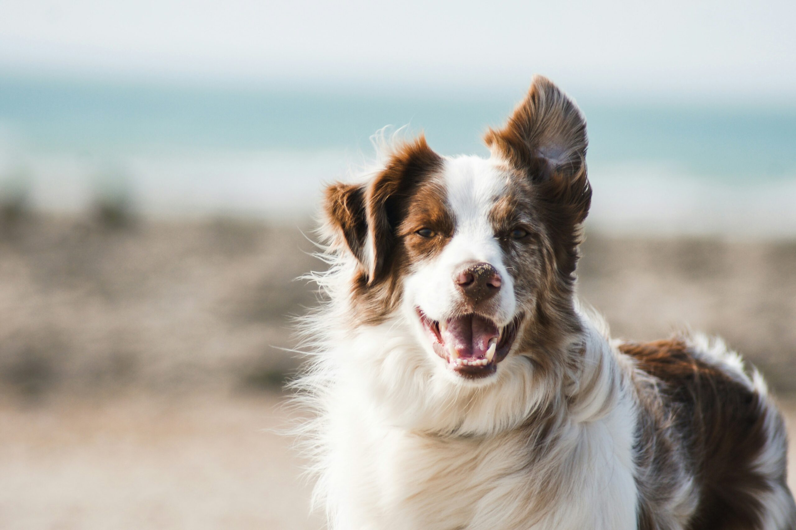 Why Choose UK-Made Dog Products?